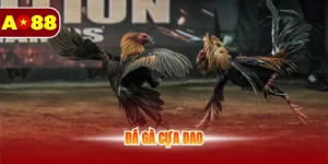 Đá gà cựa dao