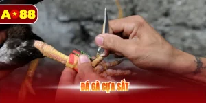 Đá gà cựa sắt