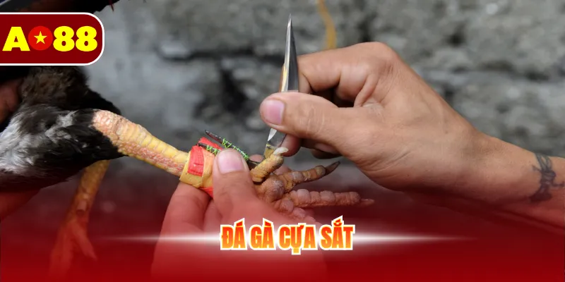 Đá Gà Cựa Sắt - Cá Cược Sôi Động Không Giới Hạn Mỗi Ngày 1 Đá gà cựa sắt