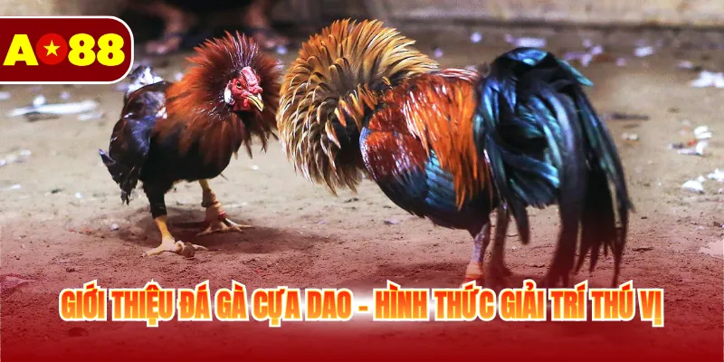 Đá Gà Cựa Dao - Sân Chơi Kịch Tính Và Đầy Căng Thẳng 2 Giới thiệu đá gà cựa dao - Hình thức giải trí thú vị