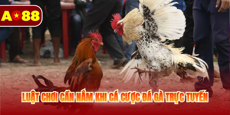 Đá Gà Cựa Dao - Sân Chơi Kịch Tính Và Đầy Căng Thẳng 3 Luật chơi cần nắm khi cá cược đá gà trực tuyến