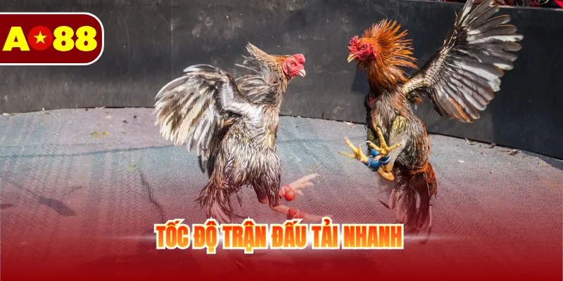 Đá Gà Cựa Sắt - Cá Cược Sôi Động Không Giới Hạn Mỗi Ngày 4 Tốc độ trận đấu tải nhanh